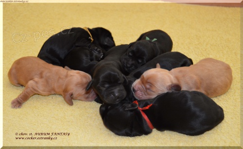 Anglick� kokr�pan�l