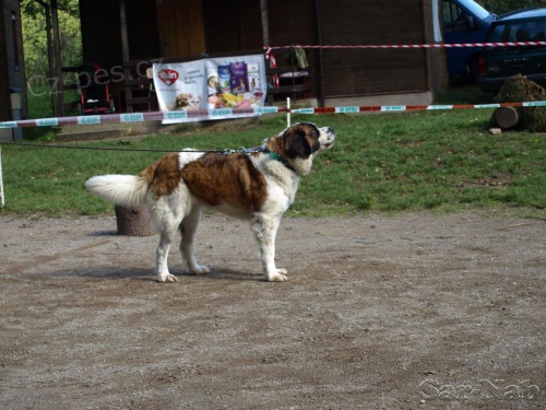 Moskevsk� str�n� pes