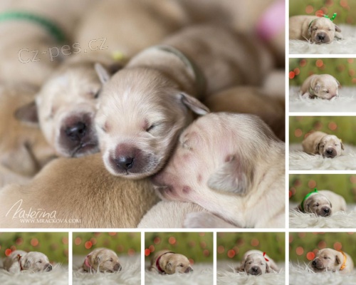 Zlat� retriever s PP