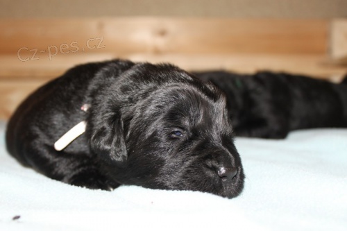 Novofundlandsk� �t�n�