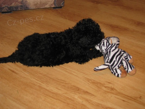 Barevn� bi�onek - bolo�sk� ps�k PP