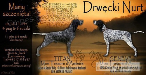 Auvergnesk� oha� kr�tkosrst� na prodej s PP