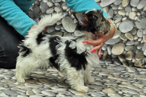 Biewer Jork��rsk� Teri�r s PP