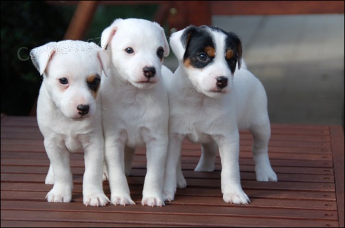 Parson Russell teri�r