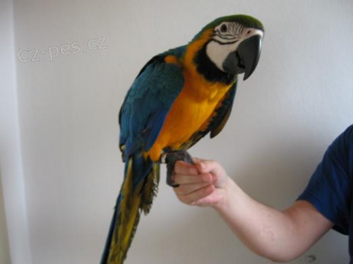 Ara ararauna papou�ci