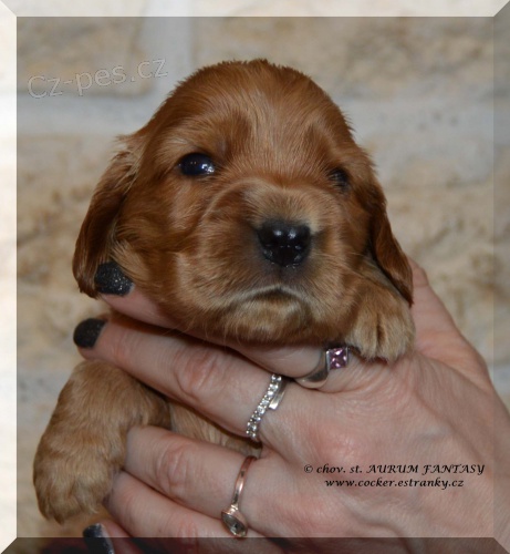 Anglick� kokr�pan�l