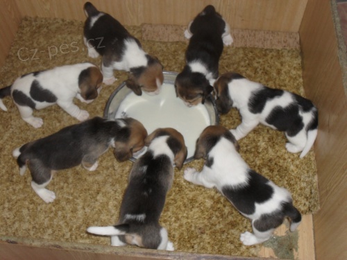 �t��ata b�gla