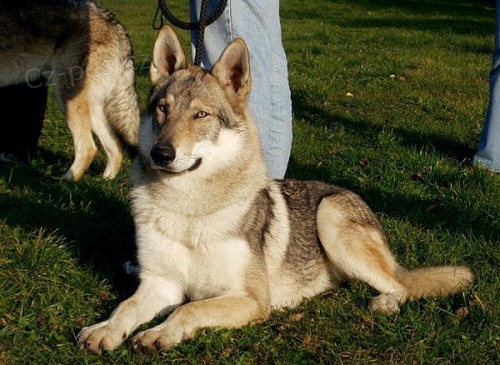 �eskoslovensk� vl��k - �t�n�