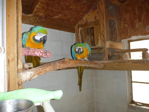 2 hovorn� papou�ci + zdarma klec   