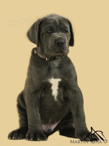 N�m. doga modr� s PP