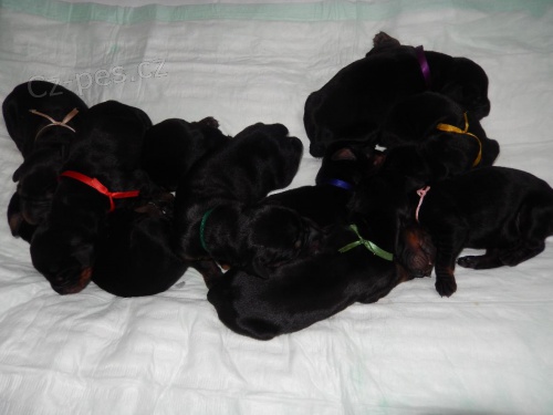 Dobrman �t���tka bez PP