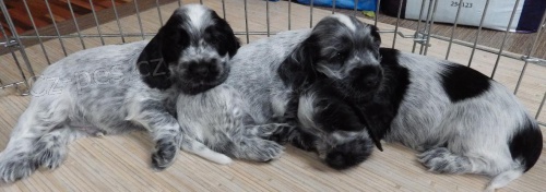 Anglick� kokr�pan�l v�cebarevn�