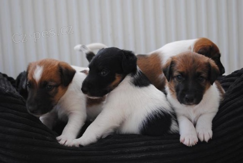 �t��ata hladkosrst�ho foxteri�ra