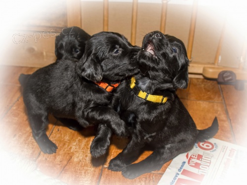 �t��ata flat coated retrievera