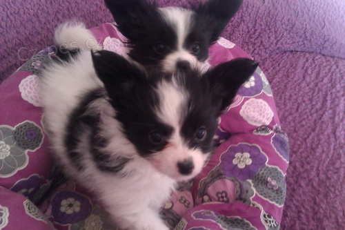 Papillon-Mot�lek s PP