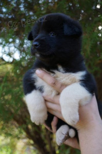 Akita �t��ata na prodej.