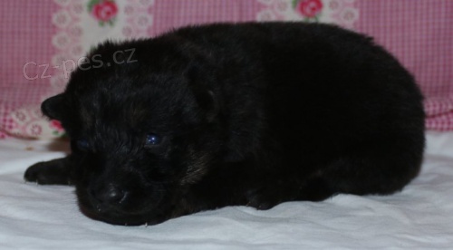 N�meck� ov��k - celo�ern� a tmav� �ern� se znaky �t���tka s PP.