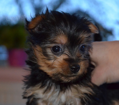 Australsk� silky teri�r �t���tka