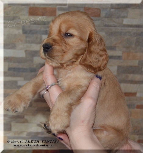 Anglick� kokr�pan�l s PP