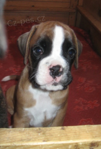 Boxer �t���tka