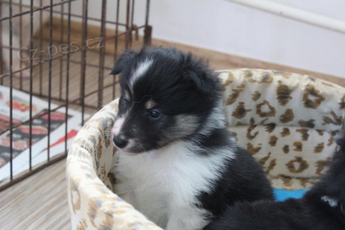 Sheltie s PP
