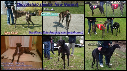 Anglick� chrt (Greyhound)