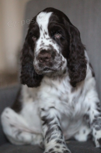 ANGLICK� �PRING �PAN�L S PP