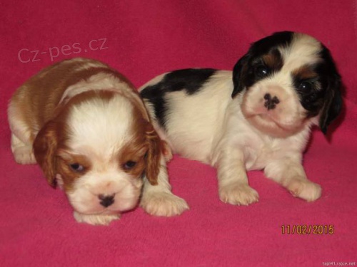 Kaval�r KCH� �t��ata s PP