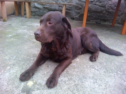 Nab�z�m ke kryt� �okol�dov�ho Labradorsk�ho retrievera