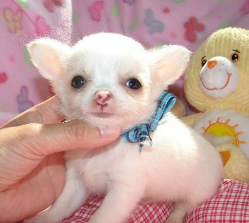 �ivava �t��ata