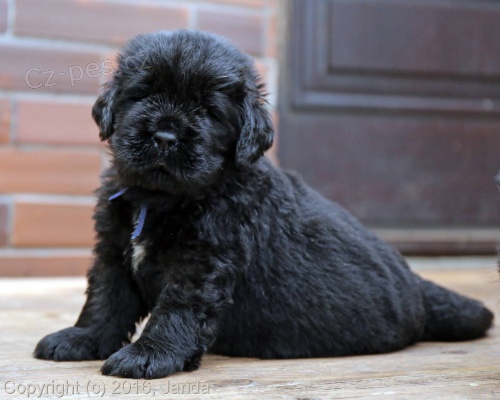 Novofundlandsk� �t�n�