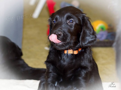 �t��ata Flat Coated Retrievera