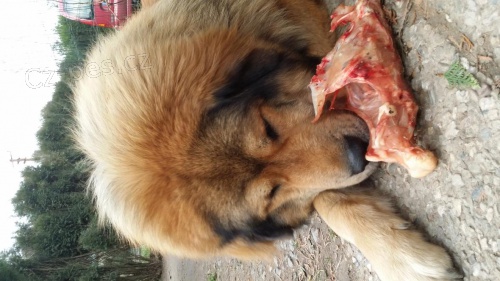 Tibetsk� doga s PP v�born� hl�da�!