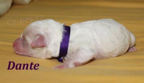 Bi�onek - kr�sn� �t���tka s PP!