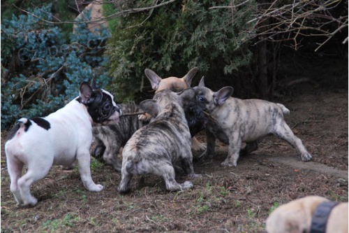 Francouzsk� buldocek �tenata nyn� pripraven k 