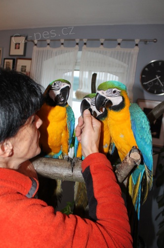 Ara ararauna s dokumenty