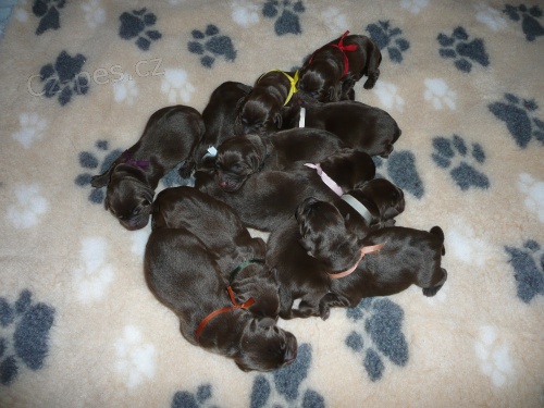 Labradorsk� retriever-�okol�dov� �t���tka s PP