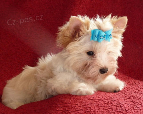 Golddust Jork��rsk� Teri�r s PP