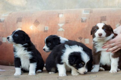 Border kolie- �t��ata s PP