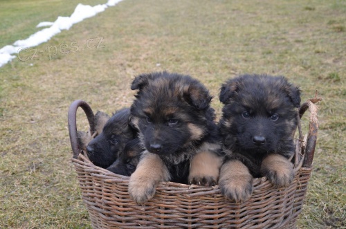 Prod�m kr�sn� �t��ata n�m.ov��k