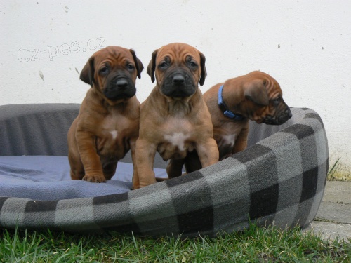 Rhod�sk� ridgeback - �t���tka s PP