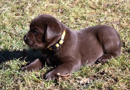 �t��ata labradorsk�ho retrievera