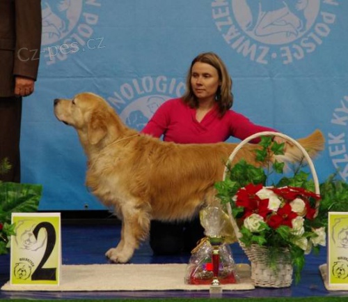 �t��ata Golden - zlat�ho retr�vra s PP