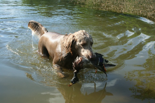 Dlouhosrst� v�marsk� oha� s PP