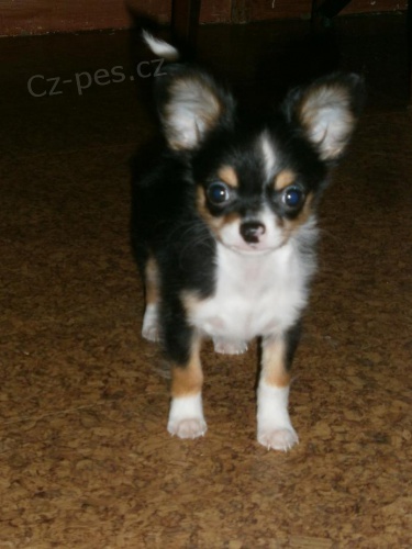 �ivav� kluci s PP