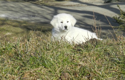 Slovensk� �uva� s PP