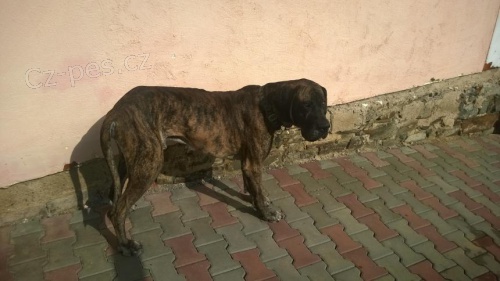 Daruji n�meckou dogu  - psa