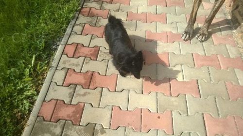 Daruji N�meck�ho �pice fenku