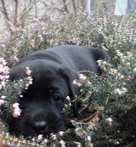 �t��ata labradorsk�ho retrievera