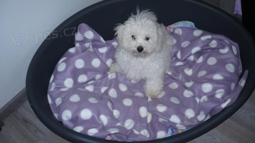 Bolo�sk� ps�k - �t�n� pejsek